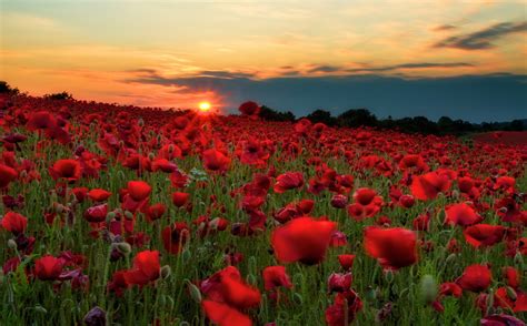 Picture Red Sun Nature Fields Flower Poppies Sunrise And Sunset Many