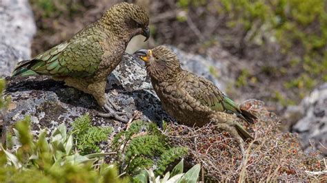 Kea New Zealand Native Land Birds