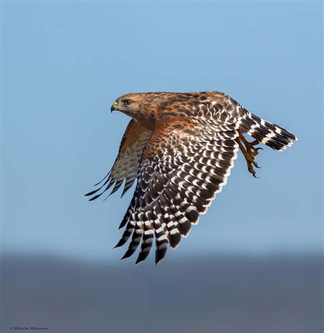 Red Shouldered Hawk An Eastern Raptor In West Texas Taylor County