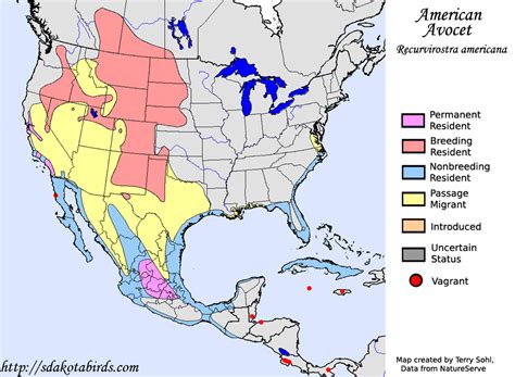 American Avocet Species Range Map