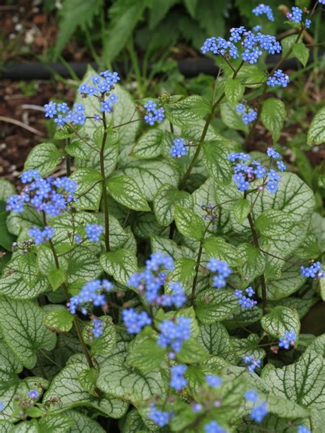 Brunnera Macrophylla ‘jack Frost Cotswold Garden Flowers