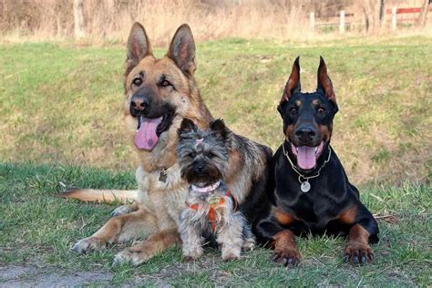 Choosing A German Shepherd Mix Breed Which Is Best For Your Home