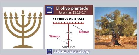 El Candelabro De 7 Brazos Significado Bíblico La Casa De Israel