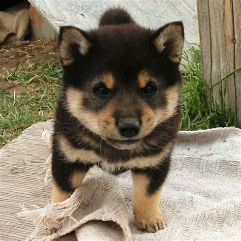 And Now Ridiculously Adorable Shiba Inu Puppies Shiba Inu Puppies