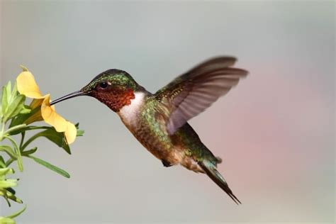 Hummingbird Feeding Hummingbird Facts And Information
