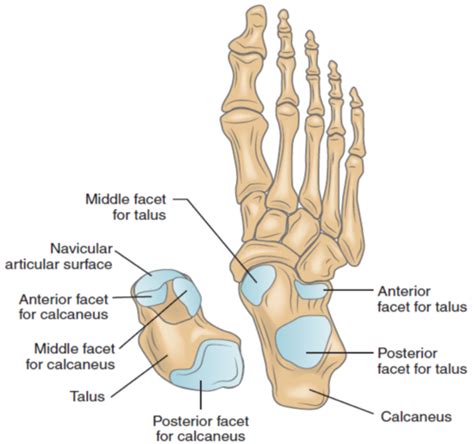 Foot And Ankle Subtalar And Midtarsal Joints Exam Flashcards