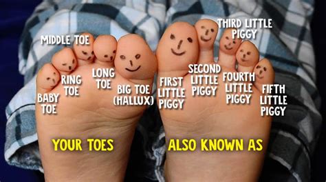 5 Fun Facts To Know About Your Feet Explore Awesome Activities
