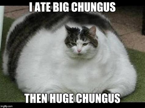 Fat Cat 2 Imgflip