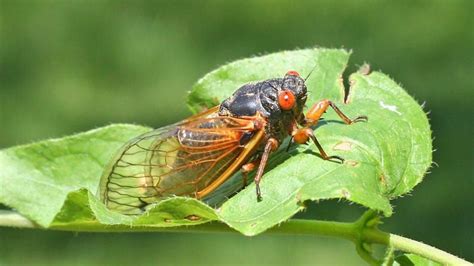 Are Cicadas Coming In 2021 To Nj Brood X Expected Soon Cicada Brooding Breeds