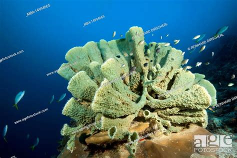 Coral Reef With Tube Sponge Raja Ampat West Papua Indonesia Stock