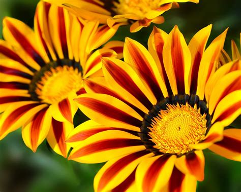 The best time of the year is. Gazania Flower Wallpaper Images Of Flowers Images Flower ...