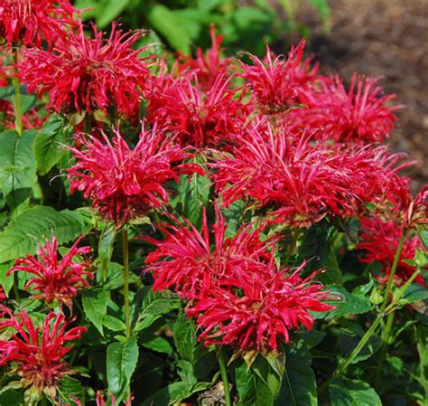 The mission of the state fire marshal's office is to improve the quality of life of the citizens of west virginia through the leadership, development and administration of fire safety programs and to. Jardin Jasmin: MONARDA FIRE MARSHALL