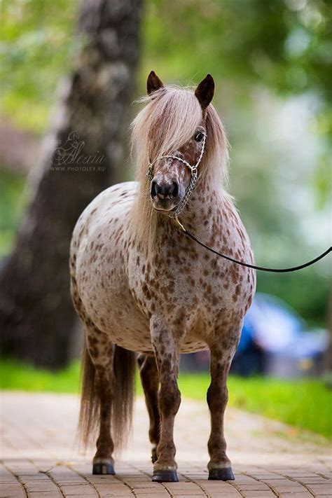 398 Best Pony Of The Americasappaloosa Poniesbritish Spotted Pony