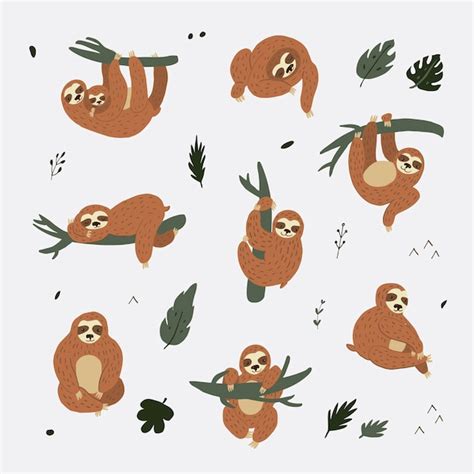 Premium Vector Sloth Animal Vector Illustrations Set