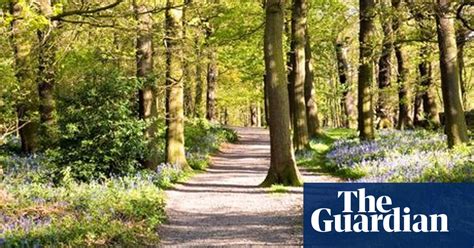 Lib Dems Suggest Putting Forests In Trusts To Avoid Privatisation
