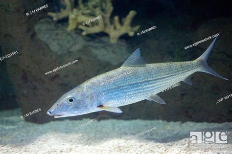 Bonefish Albula Vulpes Is A Marine Fish Native To Mexico Gulf Stock