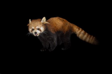 Photo Ark Home Western Red Panda National Geographic Society