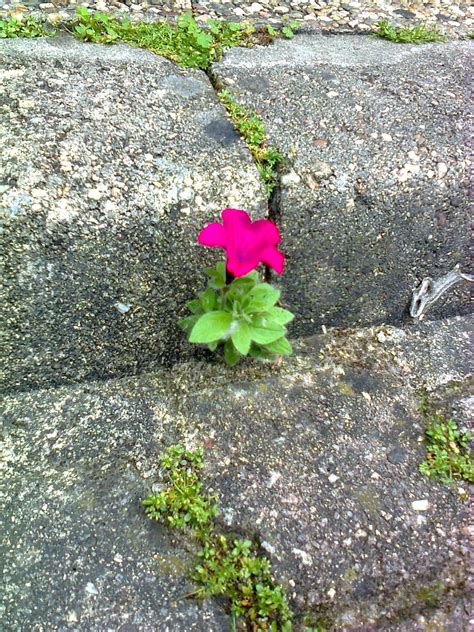 It is native to the pacific coast. plants growing out of concrete | Bloom where youre planted ...