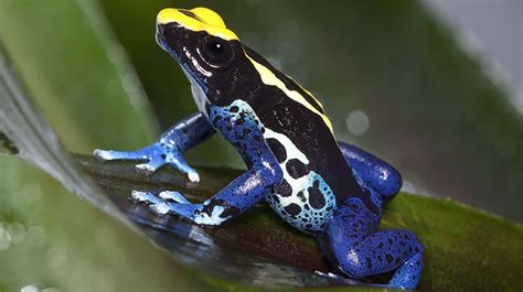Poison Frog San Diego Zoo Animals And Plants