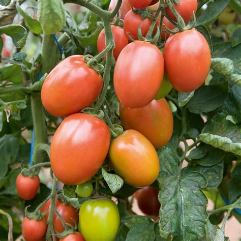 Buy Tomato Roma Vf Organic Seeds Indeterminate Organic Gardening
