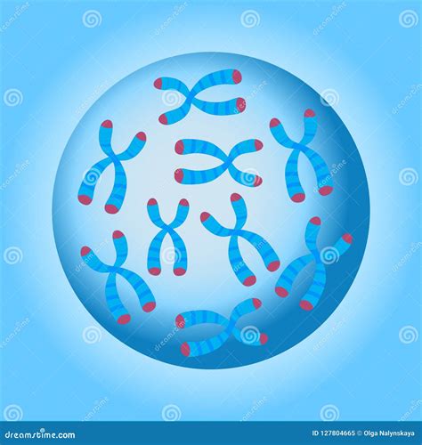 Animal Cell Nucleus With Chromosomes Chromosomes Cell Nucleus Stock