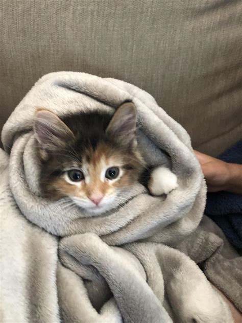 Burrito Cat Tumblr