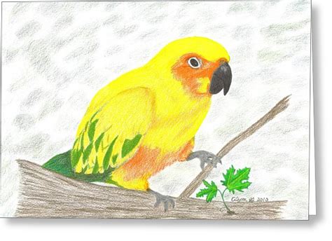 Sun Conure Drawing At Explore Collection Of Sun