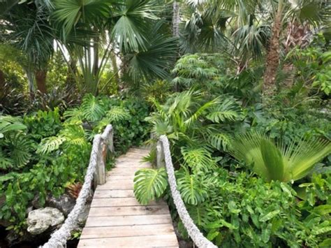 Make Shade Garden With Tropical Plants Interior Design Ideas Avsoorg