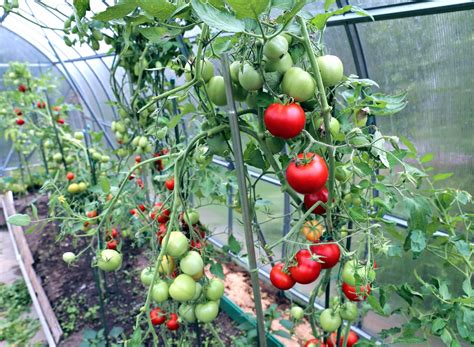 Tomaten anpflanzen - Terrasse & Garten