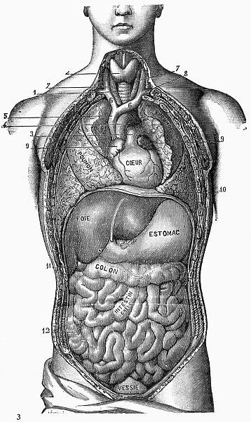 Anatomy Torso General View Of The Organs Of The Thorax 7560173
