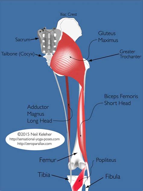 Diagram Of Hamstring Muscles