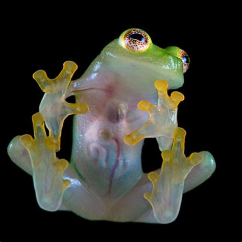 The Transparent Glass Frogs Which Internal Organs Are Visible Through