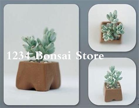 100 Pcs Real Mini Succulent Cactus Bonsa Rare Perennial Herb Plants