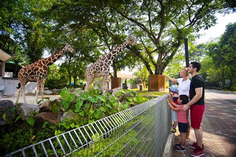 Zoo negara is the premier zoo in malaysia, now with added giant panda attraction. Zoo Negara Tickets Price 2020 + Online DISCOUNTS & PROMO