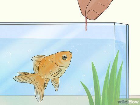 When test results are received, units suitable for transfusion are labeled and stored. 3 Easy Ways to Grow Blood Worms - wikiHow