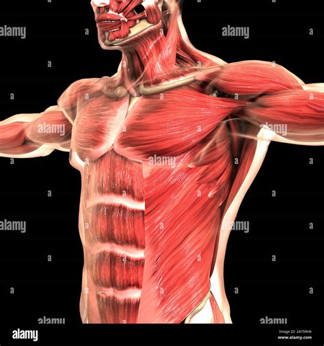 Anatomie Du Système Musculaire Du Corps Humain Photo Stock Alamy