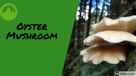 Oyster Mushroom Identification Youtube