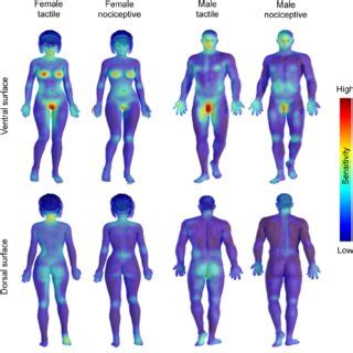 Erogenous Zones Of A Female Telegraph