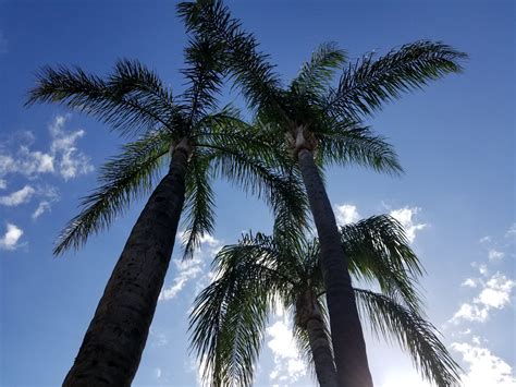 California Palm Trees Free Stock Photo Public Domain Pictures