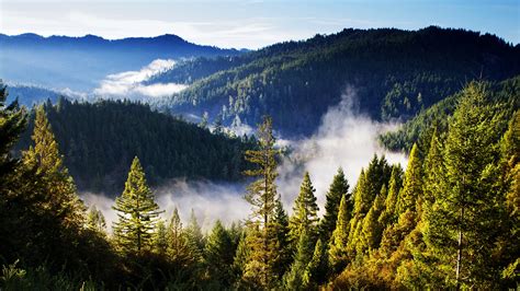 Forest Mountains Landscape Mist Clouds Wallpapers Hd Desktop And