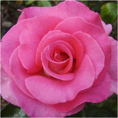 Catherine Bush Roses By Name Shades Of Pink Hybrid