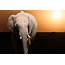 Sunset Elephant Animal Wallpapers HD / Desktop And Mobile Backgrounds