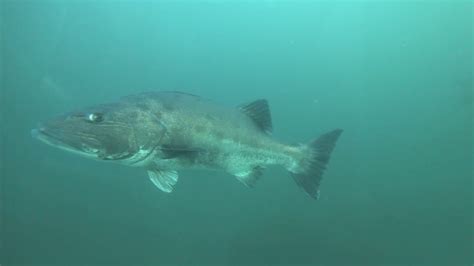 Endangered Giant Sea Bass Rare Footage Deep Trekker Underwater Rov Youtube