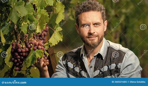 Vinedresser With Grapes Bunch Male Vineyard Owner Stock Image Image