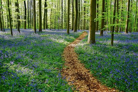 Enchanted Forests Carpeted In Beautiful Bluebells 15