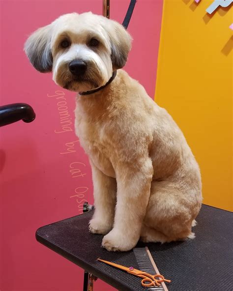 Also worth noting, is that the face, ear, and tail hair can all be cut to a different length than the body with a puppy cut. Best Labradoodle Haircuts (Puppy Cut, Teddy Bear Cut, etc ...