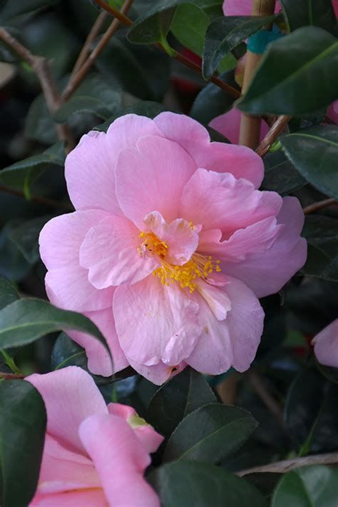 Pink Icicle Camellia Camellia Japonica Pink Icicle In Springfield