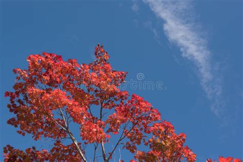 Red Japanese Maple Leaf On Tree And Blue Sky Background Stock Image