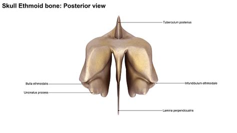 Learn about ethmoid bone with free interactive flashcards. Ethmoid Bone 0명에 대한 스톡 사진 및 기타 이미지 - iStock