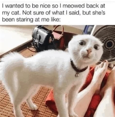 The Cat Is Just Shocked Because It Thought You Didnt Understand Meme